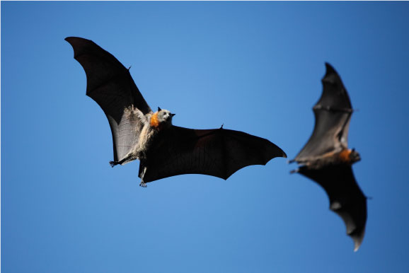 Biomechanics flying bats