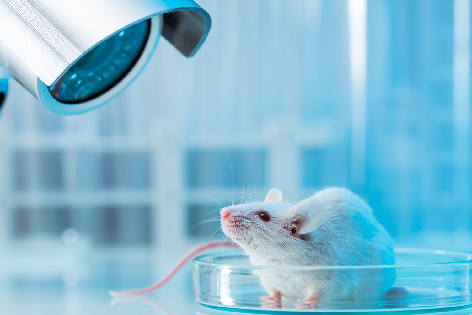 medical research testing animals